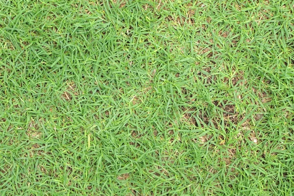Tekstur rumput hijau dari lapangan — Stok Foto