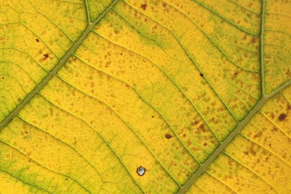 Modello di foglia di teak giallo — Foto Stock