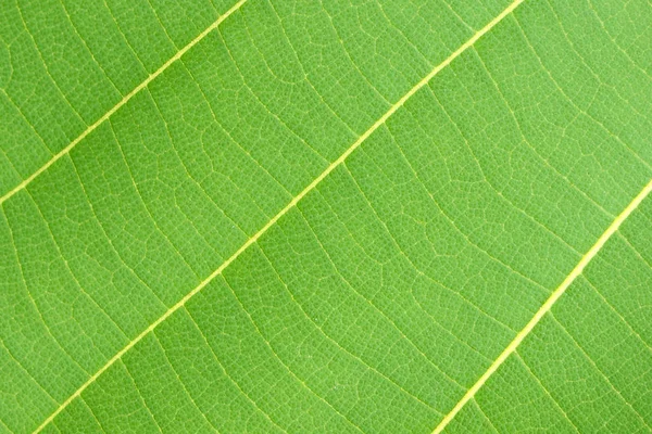 Pattern of green leaf close up — Stock Photo, Image