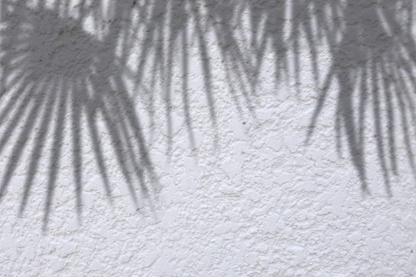 Abstraktní pozadí stínů palmových listů na bílé cementové stěně — Stock fotografie