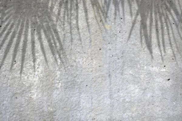 Absztrakt háttér árnyékok pálmalevelek a fehér cement fal — Stock Fotó