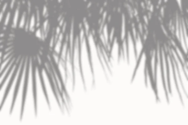 Абстрактный фон теней пальмовых листьев на белой цементной стене — стоковое фото