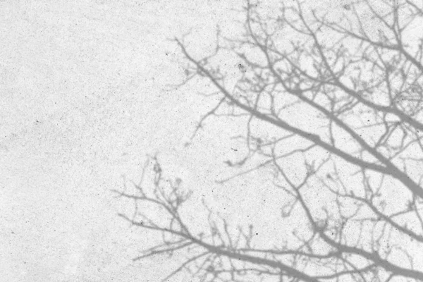 Sombra de las ramas de los árboles que no hay hojas en la pared blanca — Foto de Stock