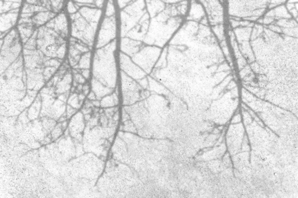 Beyaz duvarda yaprak yok ağaç dalları gölgesi — Stok fotoğraf
