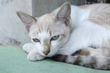 kahverengi kedi kameraya bakıyor