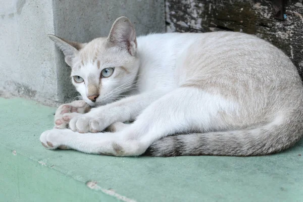 Gatto marrone sta cercando — Foto Stock