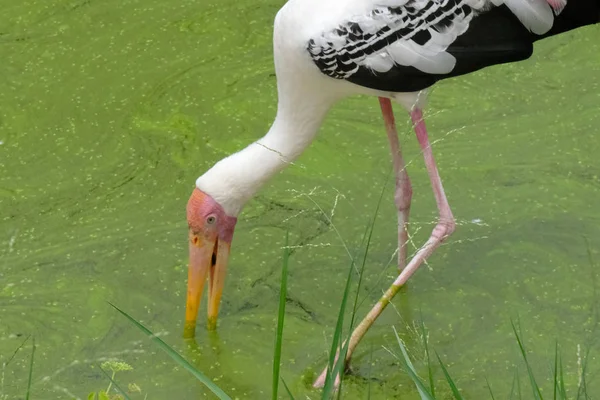 Milky stork close up yellow red beak looking for food in river — Stock Photo, Image
