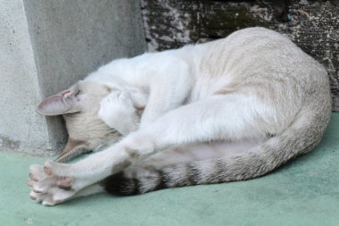 Uyuyan Sevimli kahverengi Kedi