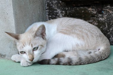 kahverengi kedi kameraya bakıyor
