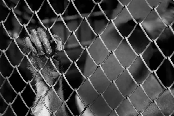 Hand monkey in a cage close up — Stock Photo, Image