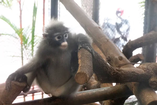 Macaco em uma jaula de perto — Fotografia de Stock