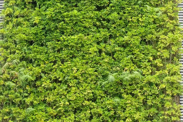 Textura de licença verde — Fotografia de Stock