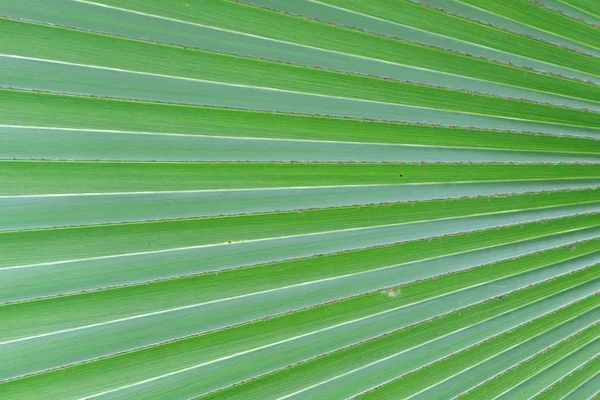 Φόντο υφής φύλλου φοίνικα κοντινό — Φωτογραφία Αρχείου