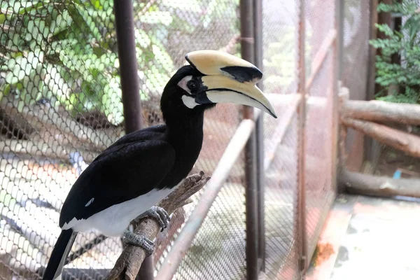 Close up portrait of a Great hornbill — Stock Photo, Image