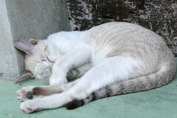 眠っているかわいい茶色の猫 — ストック写真