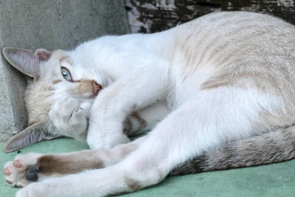 kahverengi kedi kameraya bakıyor