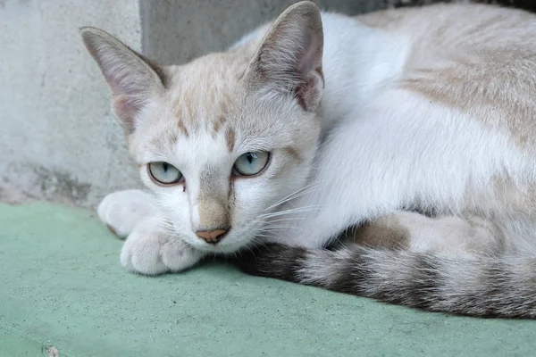 kahverengi kedi kameraya bakıyor