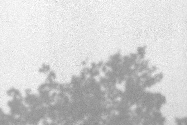 Листья тени на белой стене — стоковое фото