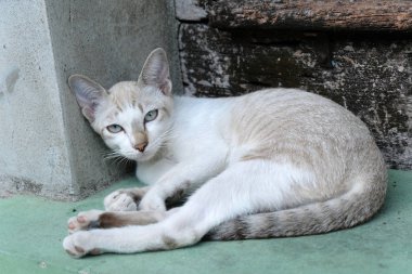 kahverengi kedi arıyor