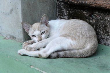 kahverengi kedi arıyor
