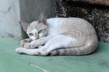 kahverengi kedi arıyor