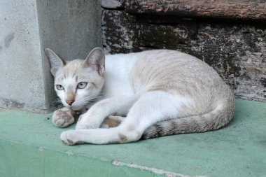 kahverengi kedi arıyor
