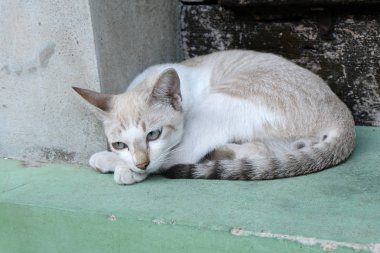 kahverengi kedi arıyor