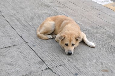 evsiz köpek sokakta terk.