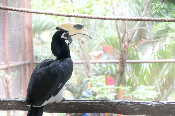 Närbild porträtt av en stor Hornbill — Stockfoto