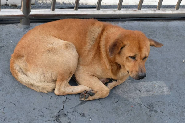 Cão abandonado sem-teto na rua — Fotografia de Stock