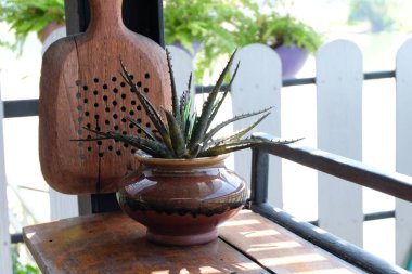 Pot ile bitki yakın yukarı