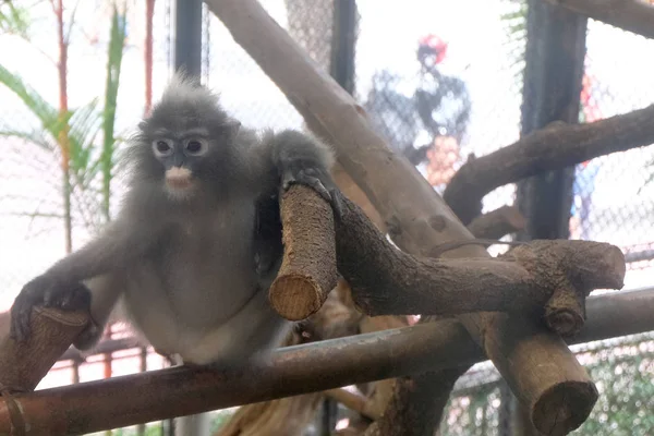 Macaco em uma jaula — Fotografia de Stock