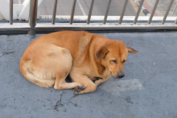Cão abandonado sem-teto na rua — Fotografia de Stock