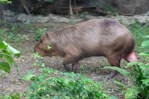 Capybara (Hydrochaeris hydrochaeris) gros plan — Photo