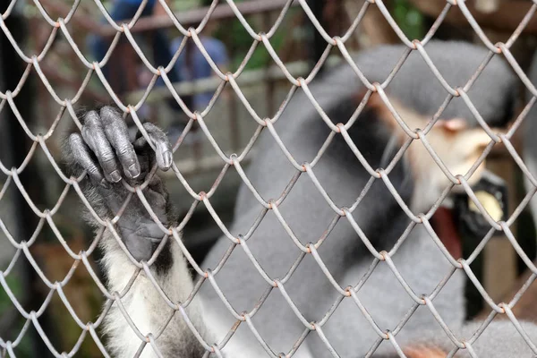 Fechar o macaco de mão em uma jaula — Fotografia de Stock