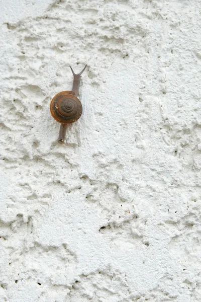 Pequeño caracol está escalando un muro de hormigón blanco — Foto de Stock