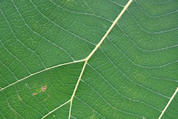 Close Up Of Green Leaf Texture — Stock Photo, Image