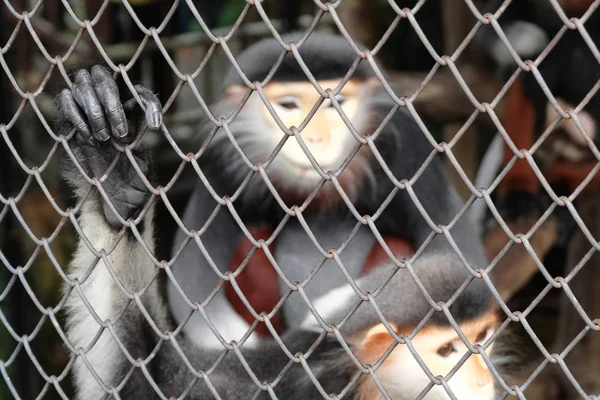 Vicino scimmia mano in una gabbia — Foto Stock