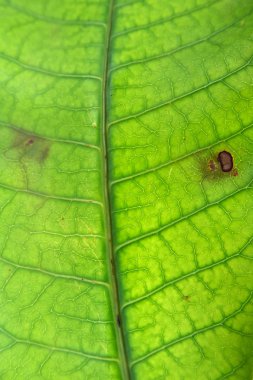 Yeşil yaprak dokusunu kapat