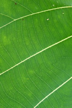 Yeşil yaprak dokusunu kapat