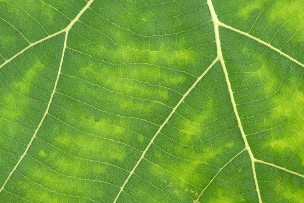 Close up Textura de folha verde — Fotografia de Stock