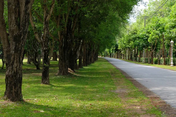 Linea alberata strada di campagna al mattino — Foto Stock