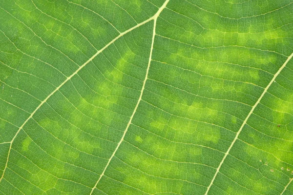Primo piano texture foglia verde — Foto Stock