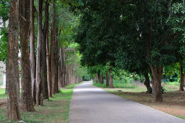 Línea de árboles carretera del campo por la mañana —  Fotos de Stock