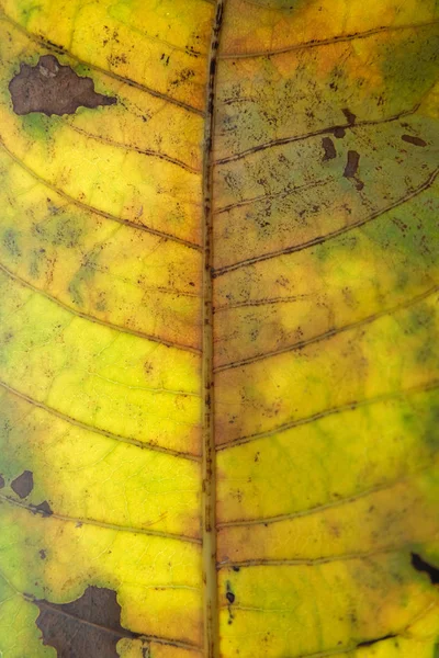 Close up dry leaf texture — Stock Photo, Image