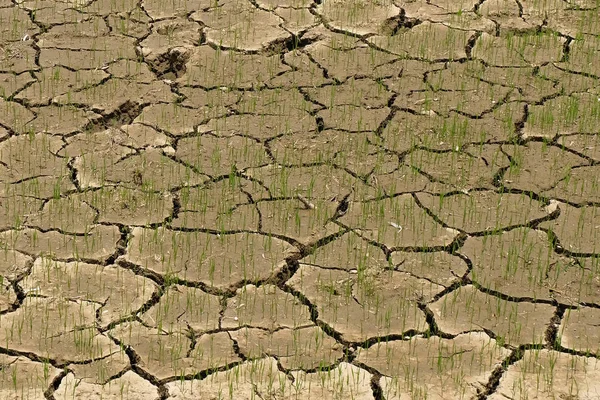 Ryż w terenie bez wody — Zdjęcie stockowe