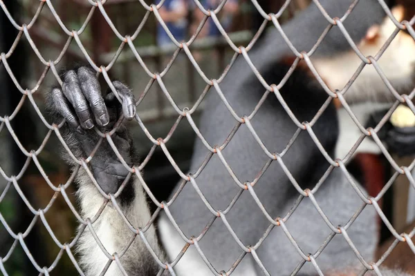 Közelről kéz majom egy ketrecben — Stock Fotó