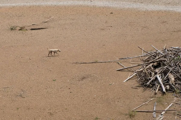 Cão correndo em solo arenoso seco — Fotografia de Stock