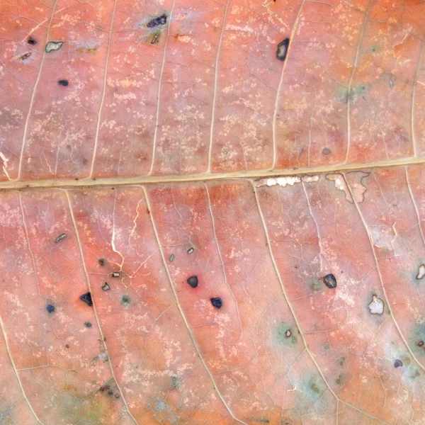 Fermer Texture des feuilles sèches — Photo