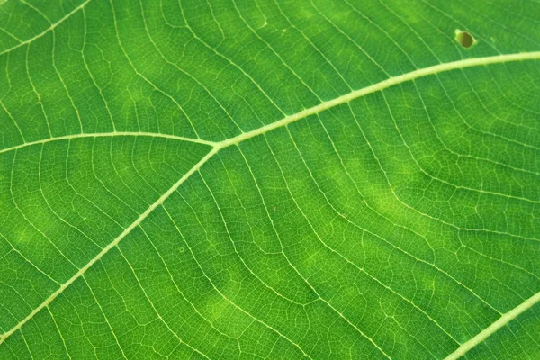 Close up Textura de folha verde — Fotografia de Stock